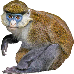 Guenon Monkey